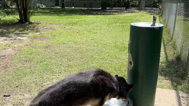 Lufkin Dog Park - Lufkin, TX