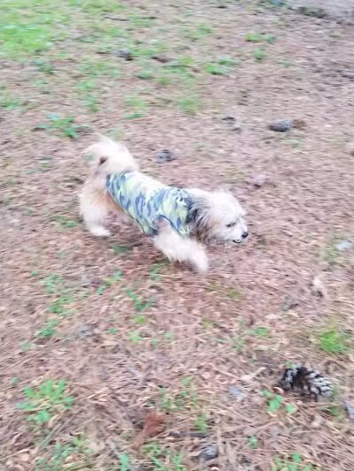 Lufkin Dog Park - Lufkin, TX