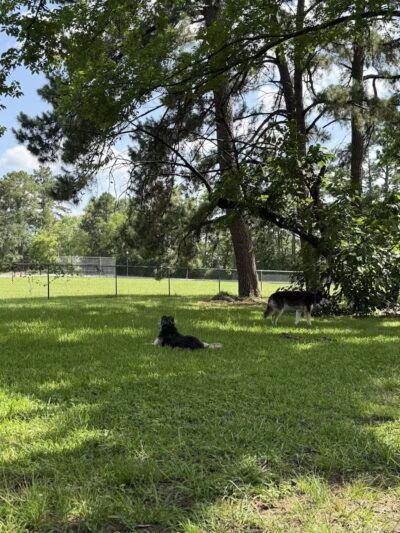 Lufkin Dog Park - Lufkin, TX