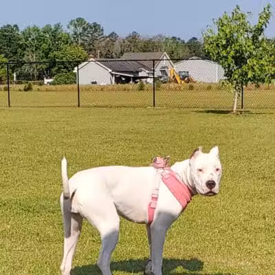 Lumberton Dog Park - Lumberton, NC