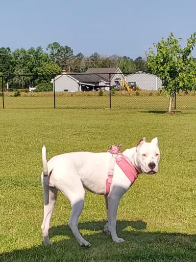 Lumberton Dog Park - Lumberton, NC