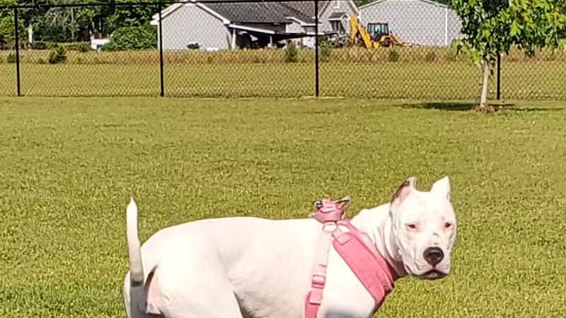 Lumberton Dog Park - Lumberton, NC