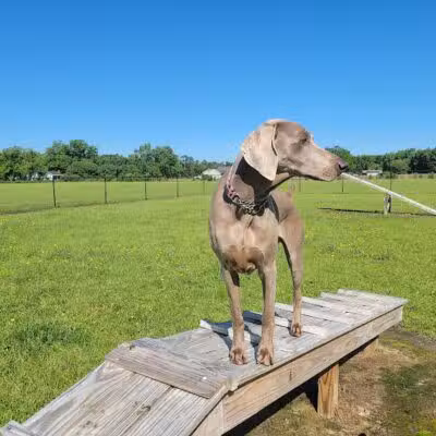 Lumberton Dog Park - Lumberton, NC