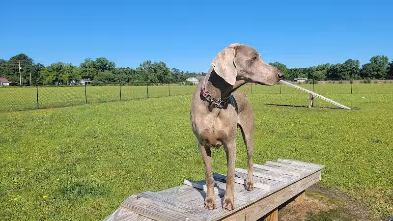 Lumberton Dog Park - Lumberton, NC
