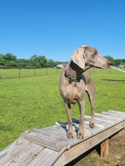 Lumberton Dog Park - Lumberton, NC