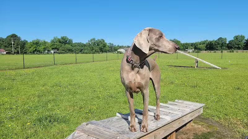 Lumberton Dog Park - Lumberton, NC