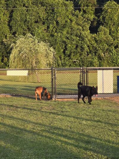 Lumberton Dog Park - Lumberton, NC