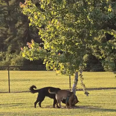 Lumberton Dog Park - Lumberton, NC