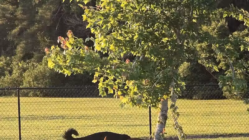 Lumberton Dog Park - Lumberton, NC