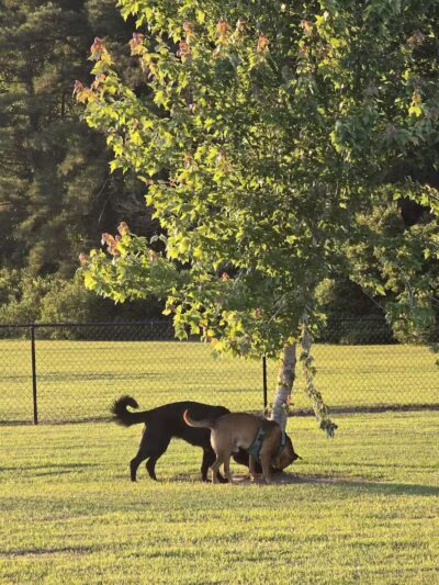 Lumberton Dog Park - Lumberton, NC