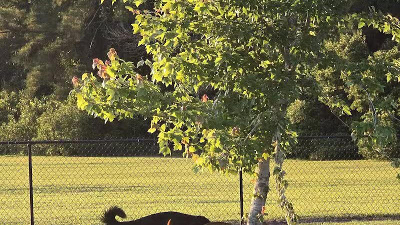 Lumberton Dog Park - Lumberton, NC