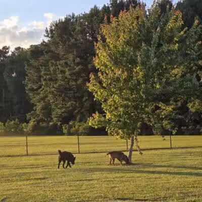 Lumberton Dog Park - Lumberton, NC