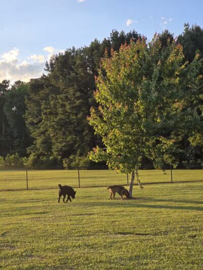 Lumberton Dog Park - Lumberton, NC