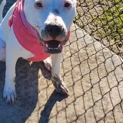 Lumberton Dog Park - Lumberton, NC