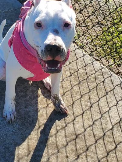 Lumberton Dog Park - Lumberton, NC