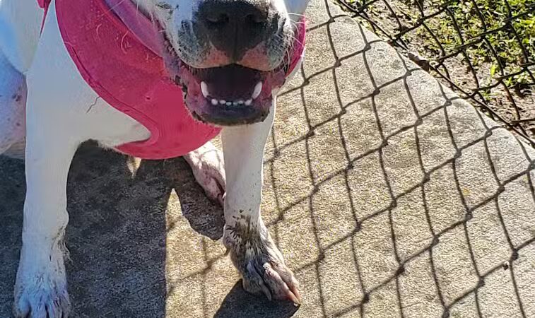 Lumberton Dog Park - Lumberton, NC