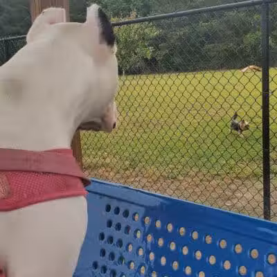 Lumberton Dog Park - Lumberton, NC