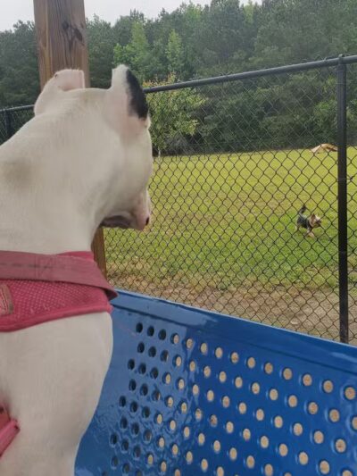 Lumberton Dog Park - Lumberton, NC