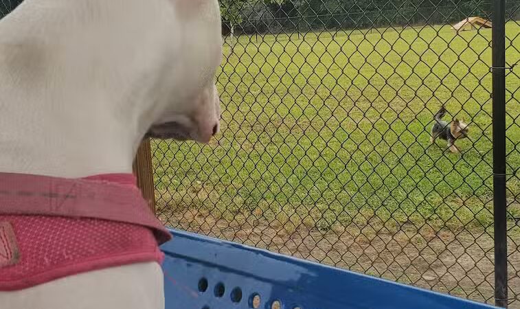 Lumberton Dog Park - Lumberton, NC