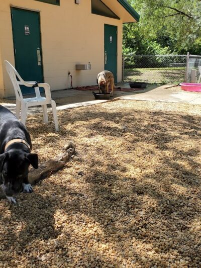Carolyn Meeker Dog Park - Lutz, FL