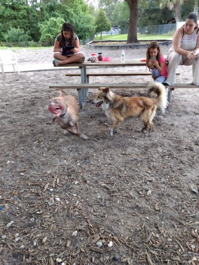 Carolyn Meeker Dog Park - Lutz, FL