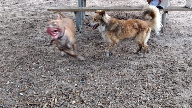 Carolyn Meeker Dog Park - Lutz, FL