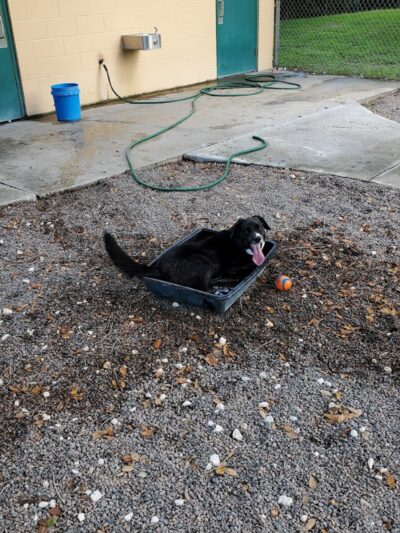 Carolyn Meeker Dog Park - Lutz, FL