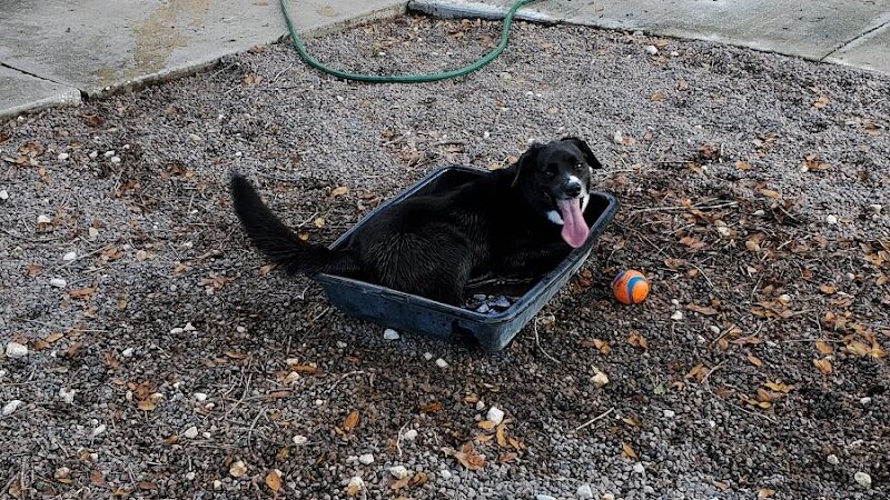 Carolyn Meeker Dog Park - Lutz, FL
