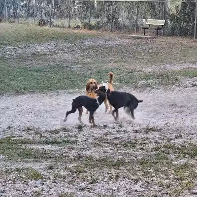 Carolyn Meeker Dog Park - Lutz, FL