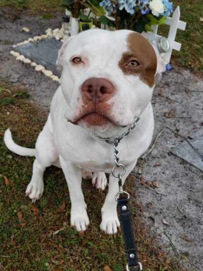 Carolyn Meeker Dog Park - Lutz, FL