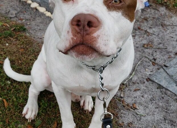 Carolyn Meeker Dog Park - Lutz, FL