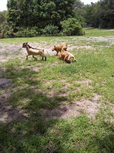Carolyn Meeker Dog Park - Lutz, FL