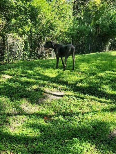 Carolyn Meeker Dog Park - Lutz, FL