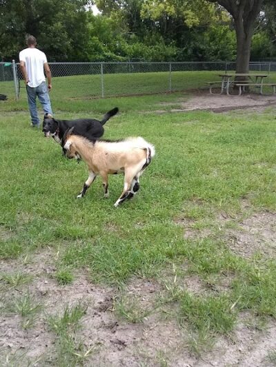 Carolyn Meeker Dog Park - Lutz, FL