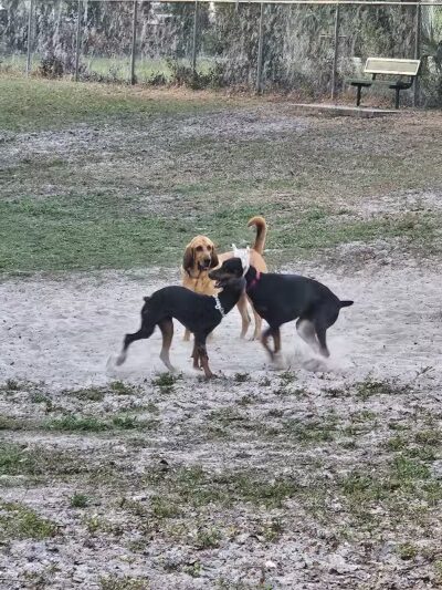 Carolyn Meeker Dog Park - Lutz, FL