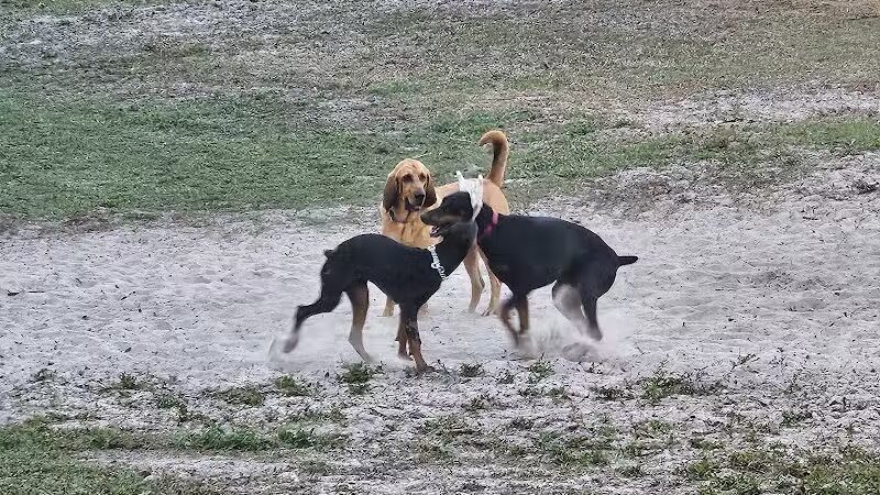 Carolyn Meeker Dog Park - Lutz, FL