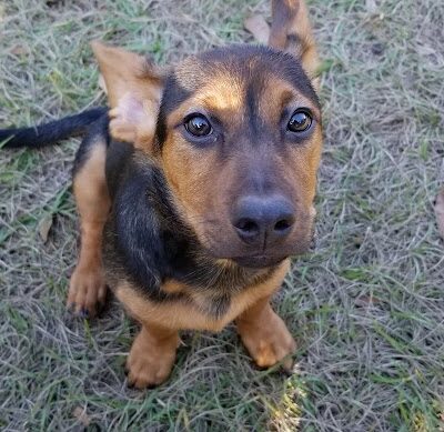 Lutz Dog Park - Lutz, FL