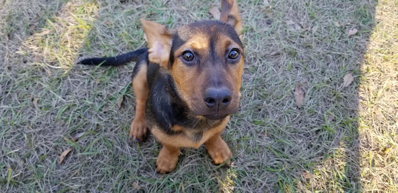 Lutz Dog Park - Lutz, FL