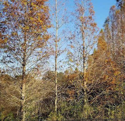 Lutz Dog Park - Lutz, FL