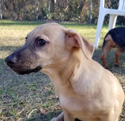 Lutz Dog Park - Lutz, FL