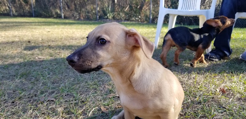 Lutz Dog Park - Lutz, FL