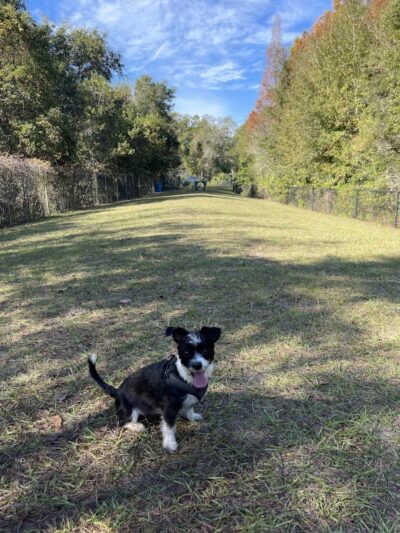Lutz Dog Park - Lutz, FL
