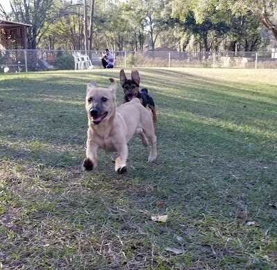 Lutz Dog Park - Lutz, FL
