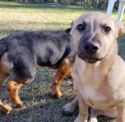 Lutz Dog Park - Lutz, FL