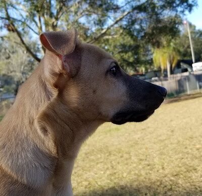 Lutz Dog Park - Lutz, FL