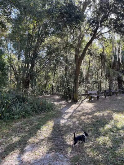 Lutz Dog Park - Lutz, FL