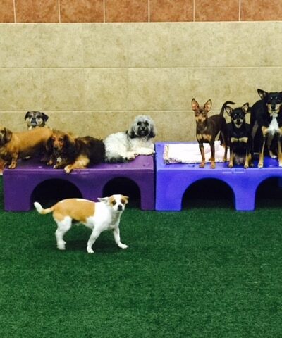 The Ultimate Pet Lodge LLC - Lyman, SC