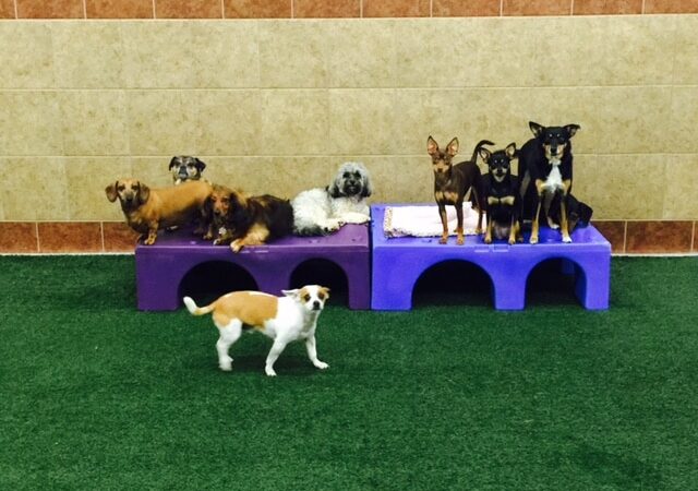 The Ultimate Pet Lodge LLC - Lyman, SC