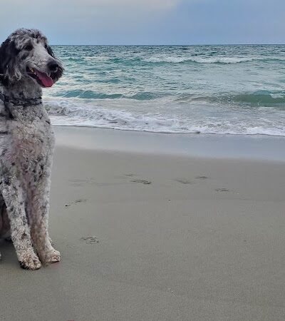 The Ultimate Pet Lodge LLC - Lyman, SC