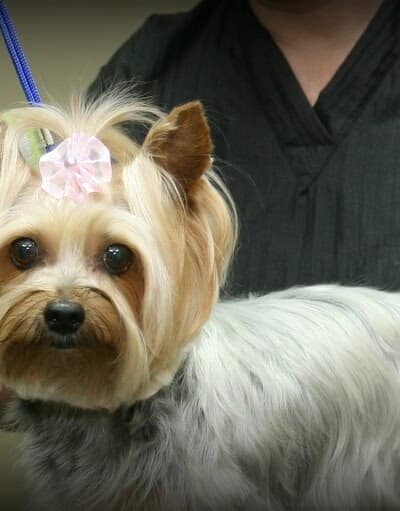 The Ultimate Pet Lodge LLC - Lyman, SC